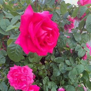 Meet your Posher, Nancy